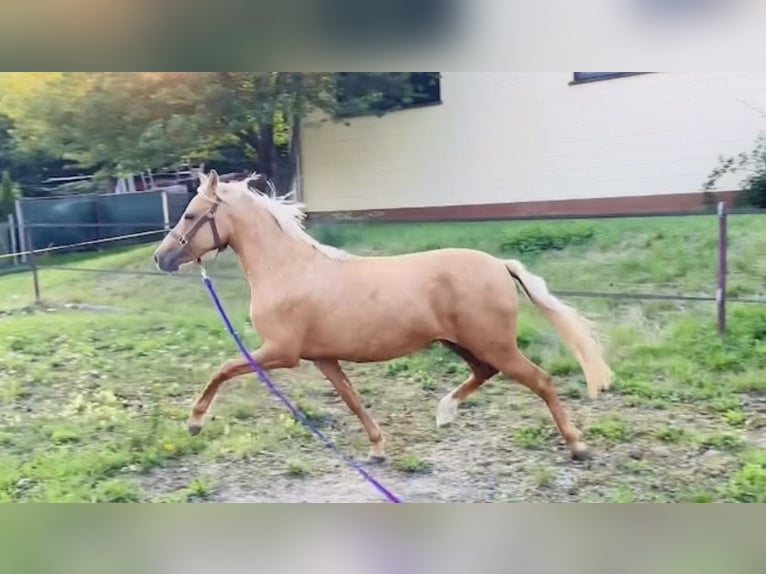 Deutsches Reitpony Stute 2 Jahre 140 cm Falbe in Usingen