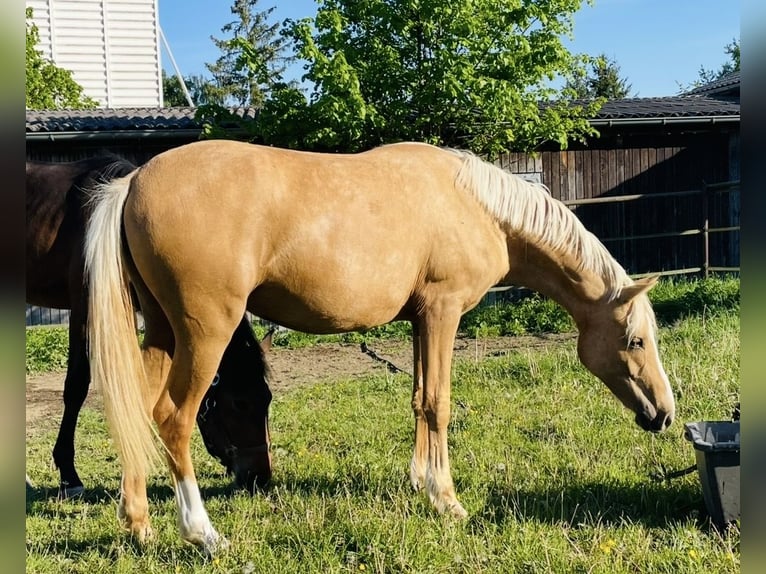 Deutsches Reitpony Stute 2 Jahre 140 cm Falbe in Usingen