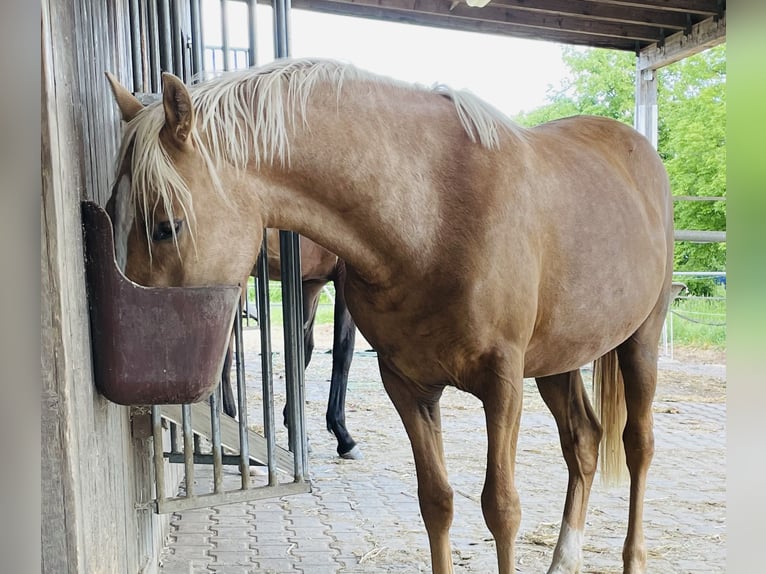 Deutsches Reitpony Stute 2 Jahre 140 cm Falbe in Usingen