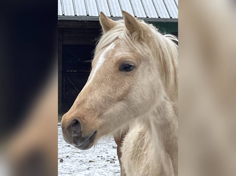 Deutsches Reitpony Stute 2 Jahre 140 cm Palomino in Bitburg