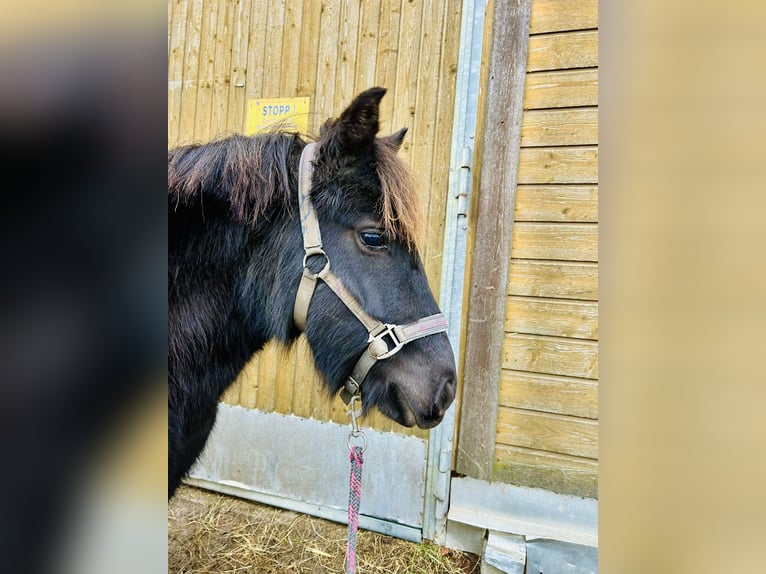 Deutsches Reitpony Mix Stute 2 Jahre 140 cm Rappe in Worbis