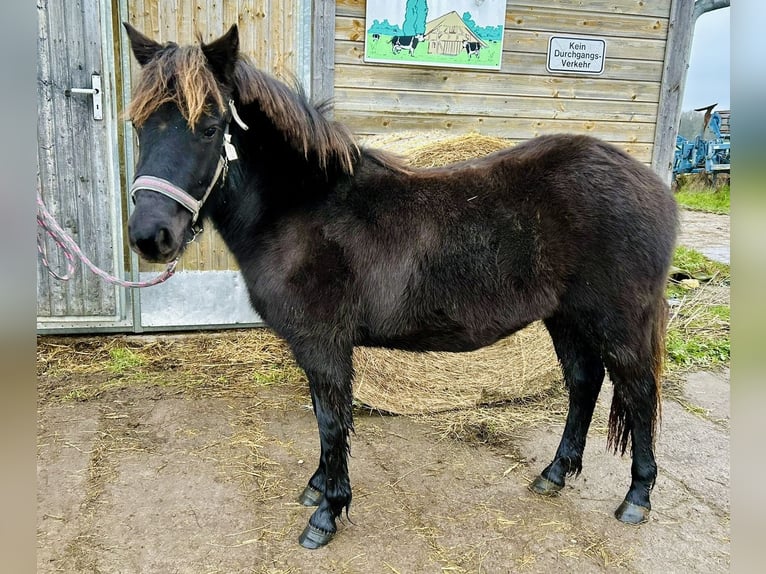 Deutsches Reitpony Mix Stute 2 Jahre 140 cm Rappe in Worbis