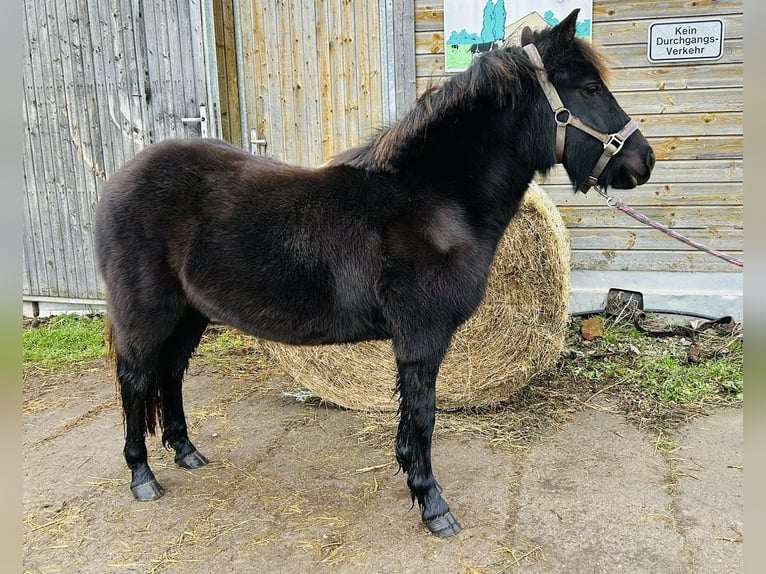 Deutsches Reitpony Mix Stute 2 Jahre 140 cm Rappe in Worbis