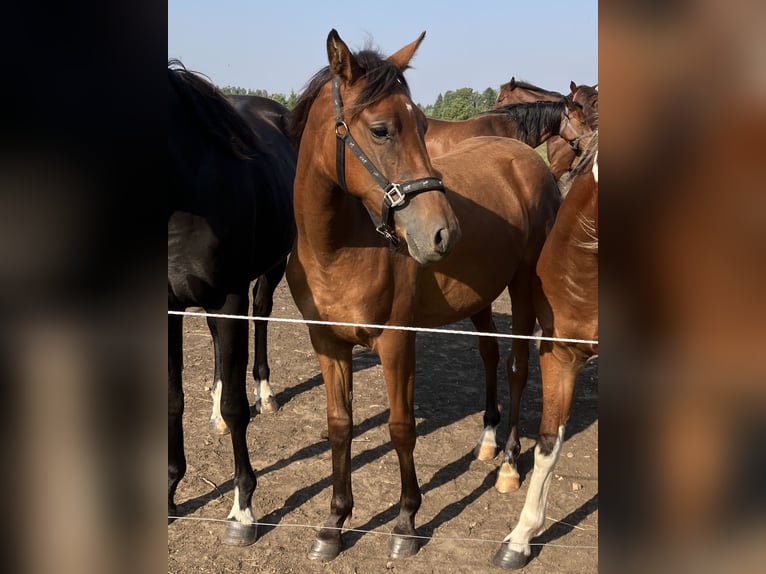 Deutsches Reitpony Stute 2 Jahre 141 cm Rotbrauner in Talinn, Harjumaa