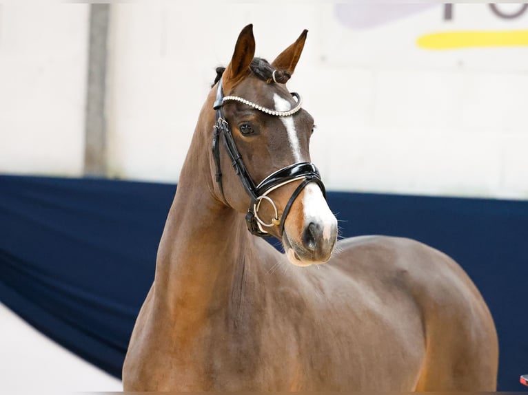 Deutsches Reitpony Stute 2 Jahre 143 cm Brauner in Marsberg