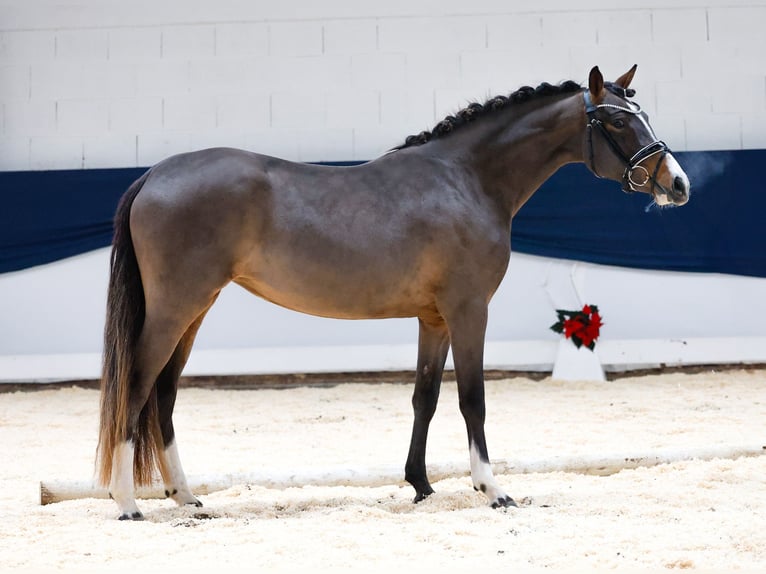 Deutsches Reitpony Stute 2 Jahre 143 cm Brauner in Marsberg