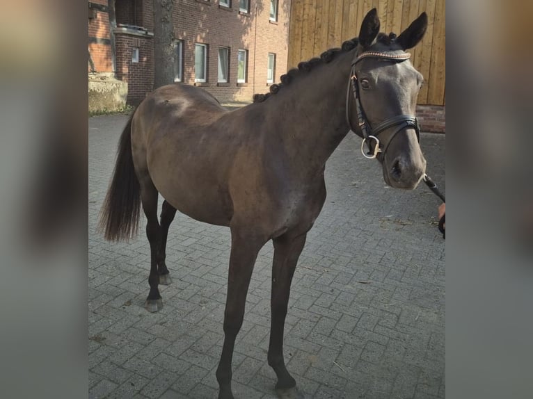 Deutsches Reitpony Stute 2 Jahre 143 cm Dunkelbrauner in Alfhausen
