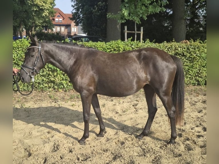 Deutsches Reitpony Stute 2 Jahre 143 cm Dunkelbrauner in Alfhausen
