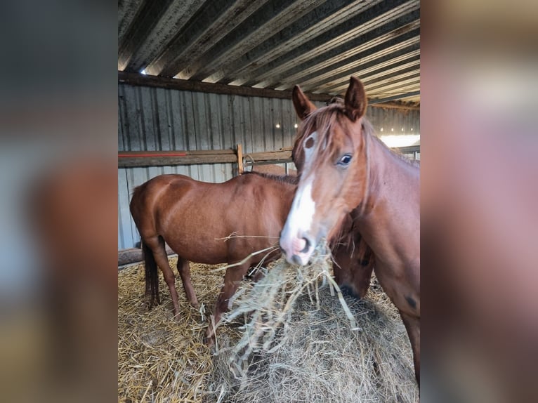 Deutsches Reitpony Stute 2 Jahre 143 cm Fuchs in H&#xFC;ckelhoven