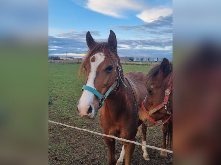 Deutsches Reitpony Stute 2 Jahre 143 cm Fuchs in H&#xFC;ckelhoven