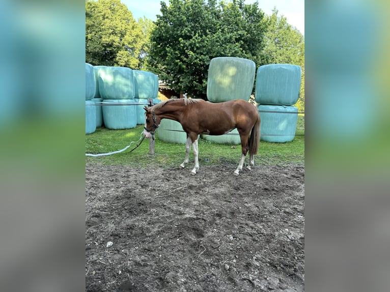 Deutsches Reitpony Stute 2 Jahre 143 cm Fuchs in Wolmersdorf