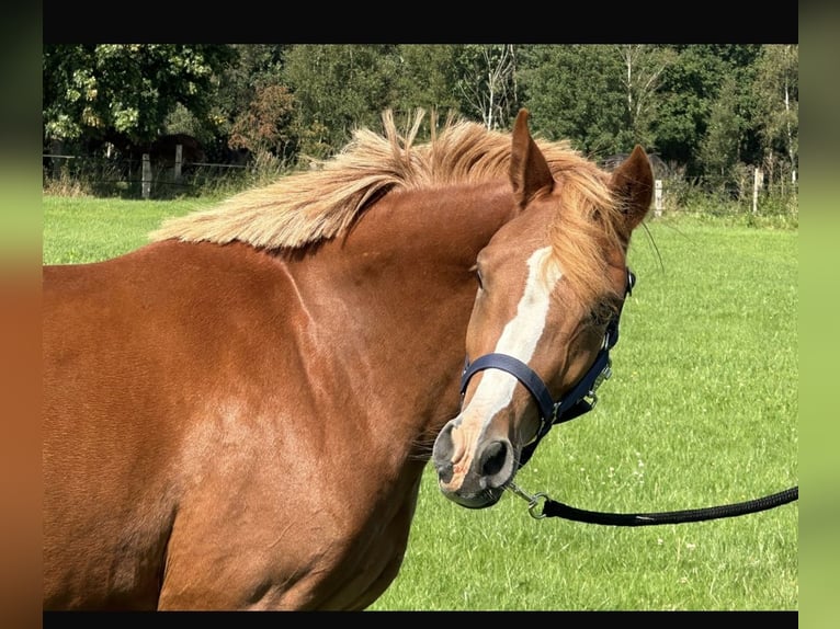 Deutsches Reitpony Stute 2 Jahre 143 cm Fuchs in Langwedel