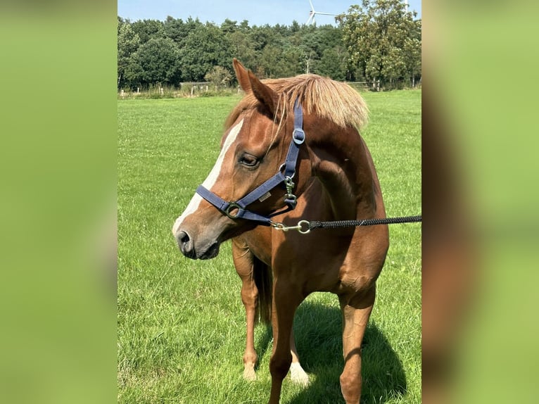 Deutsches Reitpony Stute 2 Jahre 143 cm Fuchs in Langwedel