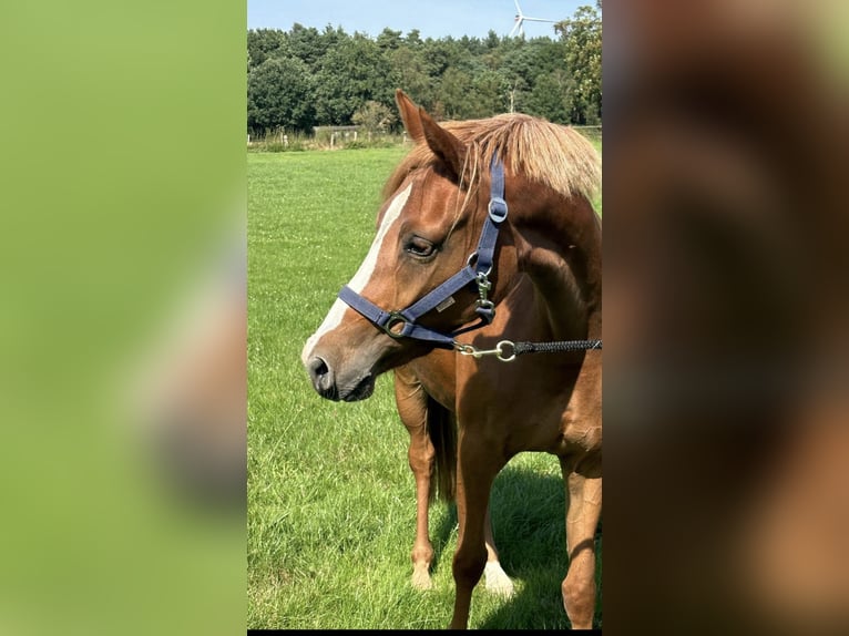 Deutsches Reitpony Stute 2 Jahre 143 cm Fuchs in Langwedel