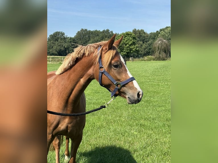 Deutsches Reitpony Stute 2 Jahre 143 cm Fuchs in Langwedel