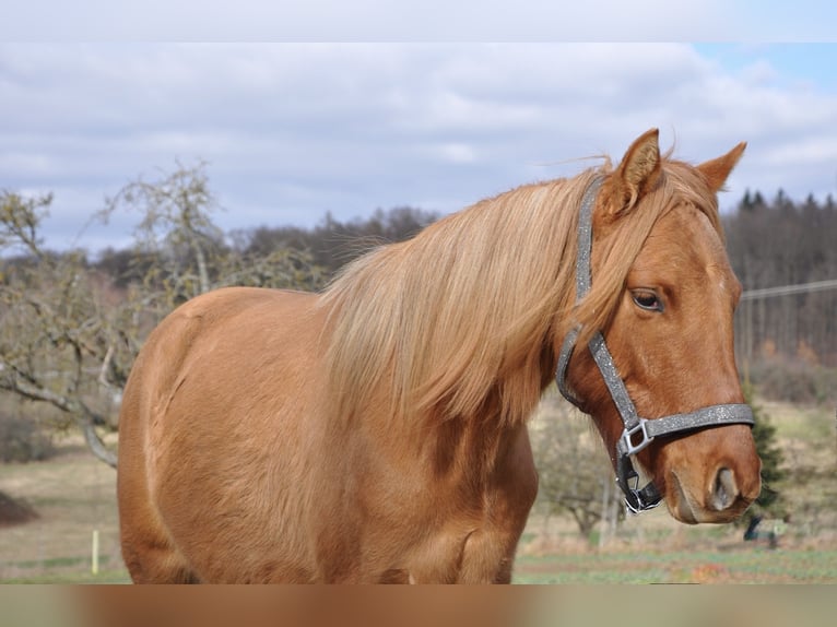 Deutsches Reitpony Stute 2 Jahre 143 cm Red Dun in Haibach