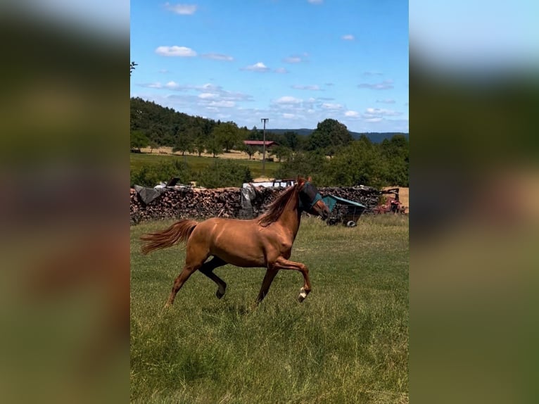 Deutsches Reitpony Stute 2 Jahre 143 cm Red Dun in Haibach