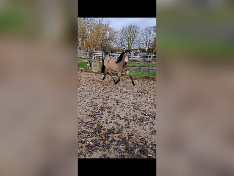 Deutsches Reitpony Stute 2 Jahre 144 cm Buckskin in Geestland