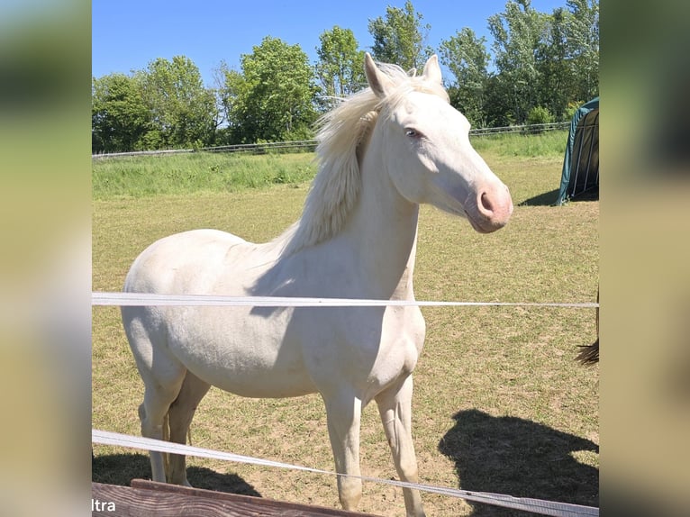 Deutsches Reitpony Stute 2 Jahre 144 cm Cremello in Weilerswist