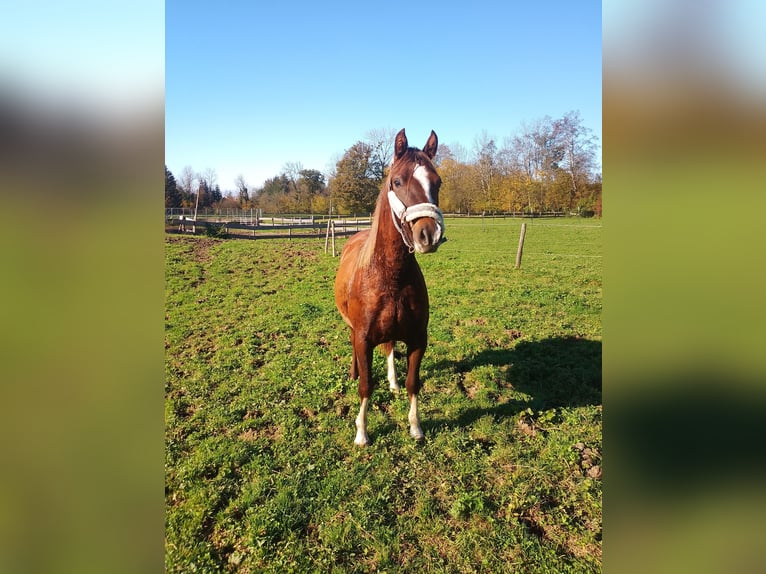 Deutsches Reitpony Stute 2 Jahre 144 cm Dunkelfuchs in Opfenbach