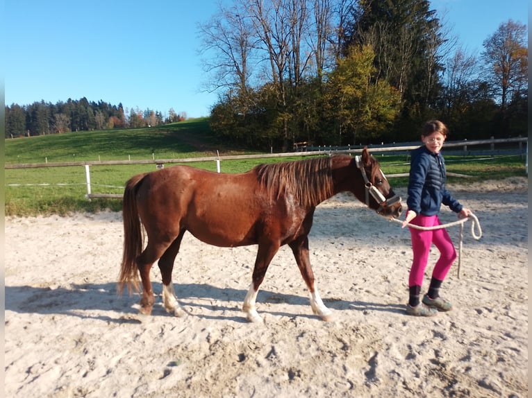 Deutsches Reitpony Stute 2 Jahre 144 cm Dunkelfuchs in Opfenbach