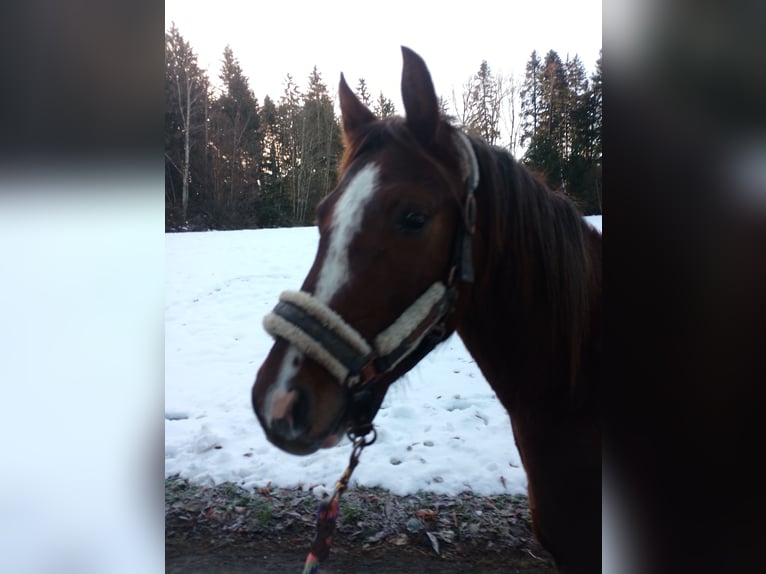 Deutsches Reitpony Stute 2 Jahre 144 cm Dunkelfuchs in Opfenbach