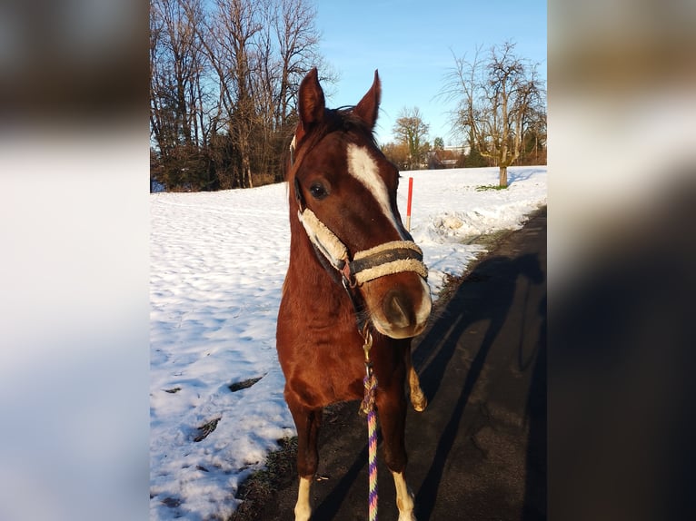 Deutsches Reitpony Stute 2 Jahre 144 cm Dunkelfuchs in Opfenbach