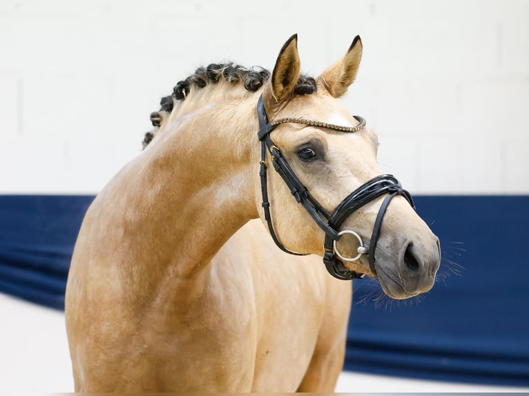 Deutsches Reitpony Stute 2 Jahre 144 cm Falbe in Marsberg