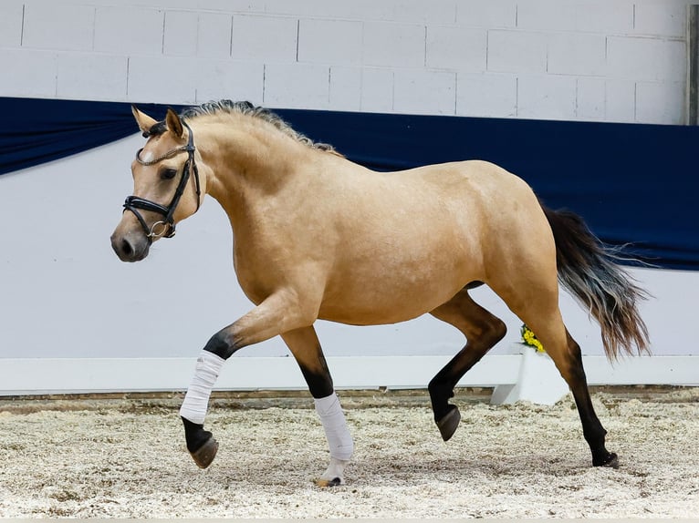 Deutsches Reitpony Stute 2 Jahre 144 cm Falbe in Marsberg