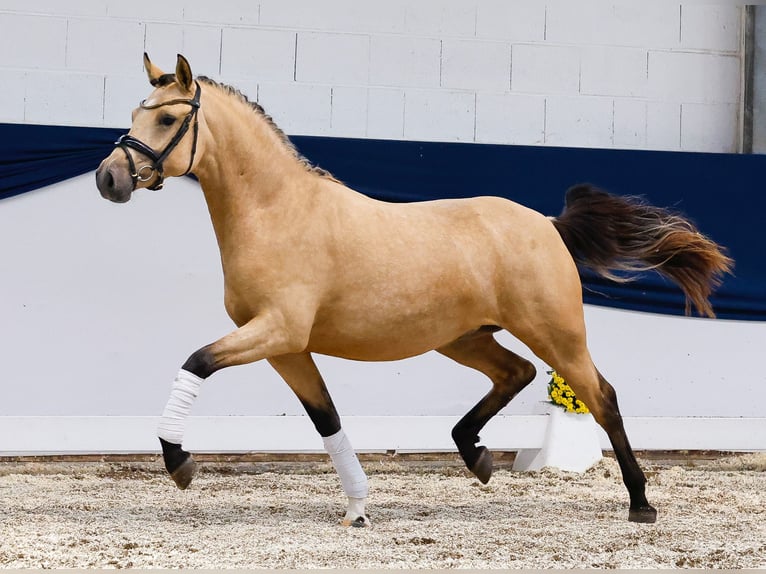 Deutsches Reitpony Stute 2 Jahre 144 cm Falbe in Marsberg