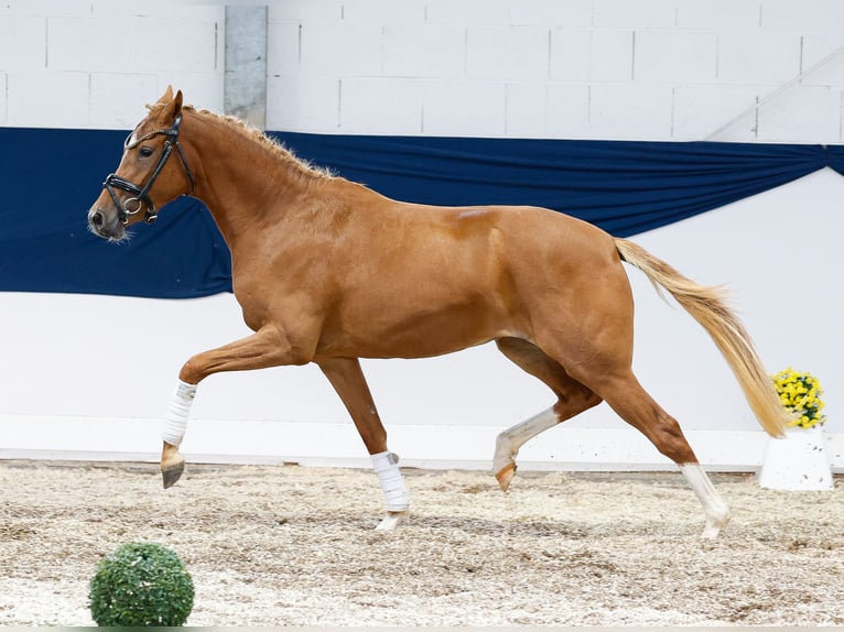 Deutsches Reitpony Stute 2 Jahre 144 cm Fuchs in Marsberg