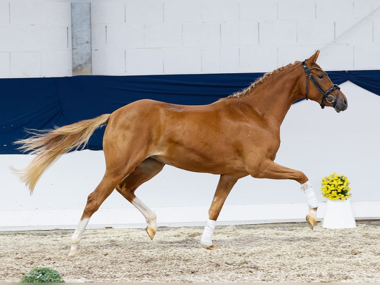 Deutsches Reitpony Stute 2 Jahre 144 cm Fuchs in Marsberg