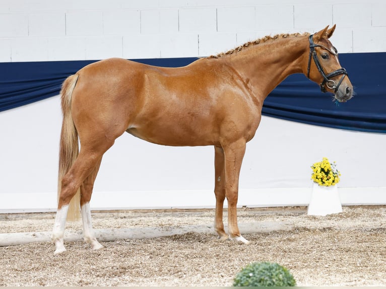 Deutsches Reitpony Stute 2 Jahre 144 cm Fuchs in Marsberg