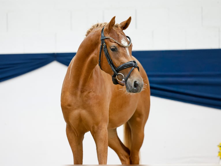 Deutsches Reitpony Stute 2 Jahre 144 cm Fuchs in Marsberg