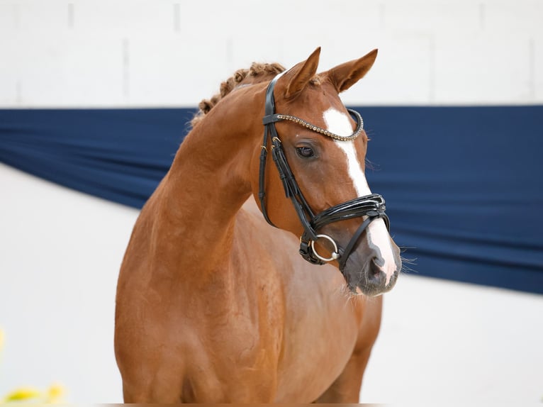 Deutsches Reitpony Stute 2 Jahre 144 cm Fuchs in Marsberg