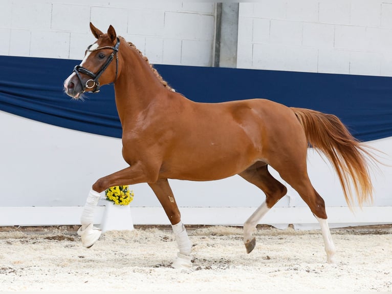 Deutsches Reitpony Stute 2 Jahre 144 cm Fuchs in Marsberg