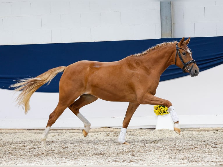 Deutsches Reitpony Stute 2 Jahre 144 cm Fuchs in Marsberg