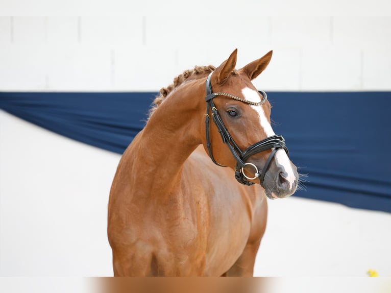 Deutsches Reitpony Stute 2 Jahre 144 cm Fuchs in Marsberg