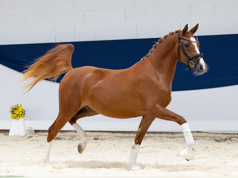 Deutsches Reitpony Stute 2 Jahre 144 cm Fuchs in Marsberg