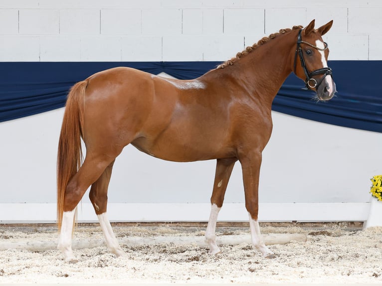 Deutsches Reitpony Stute 2 Jahre 144 cm Fuchs in Marsberg