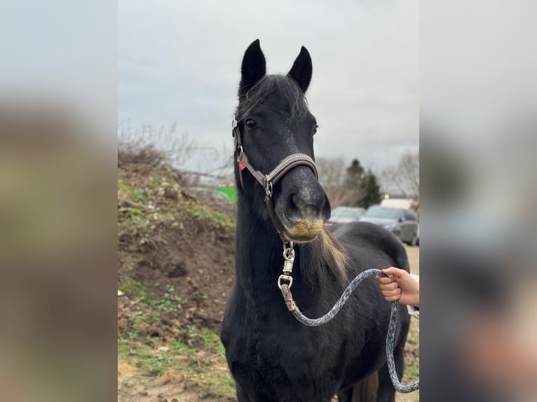 Deutsches Reitpony Stute 2 Jahre 144 cm Kann Schimmel werden in Dannau