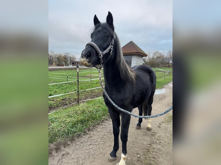 Deutsches Reitpony Stute 2 Jahre 144 cm Kann Schimmel werden in Dannau