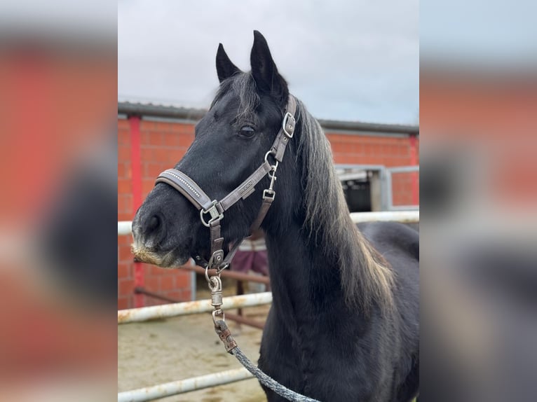 Deutsches Reitpony Stute 2 Jahre 144 cm Kann Schimmel werden in Dannau