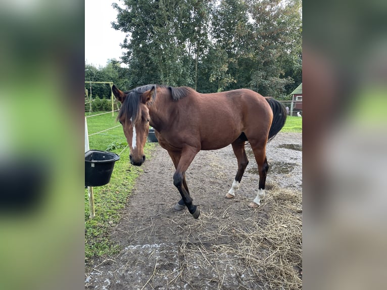 Deutsches Reitpony Stute 2 Jahre 145 cm Brauner in Risum-Lindholm