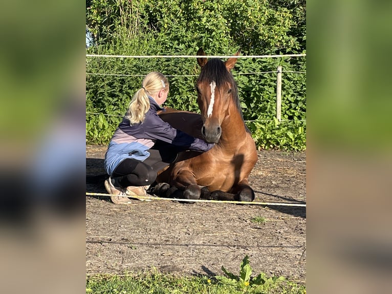 Deutsches Reitpony Stute 2 Jahre 145 cm Brauner in Risum-Lindholm