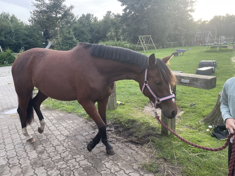 Deutsches Reitpony Stute 2 Jahre 145 cm Brauner in Risum-Lindholm