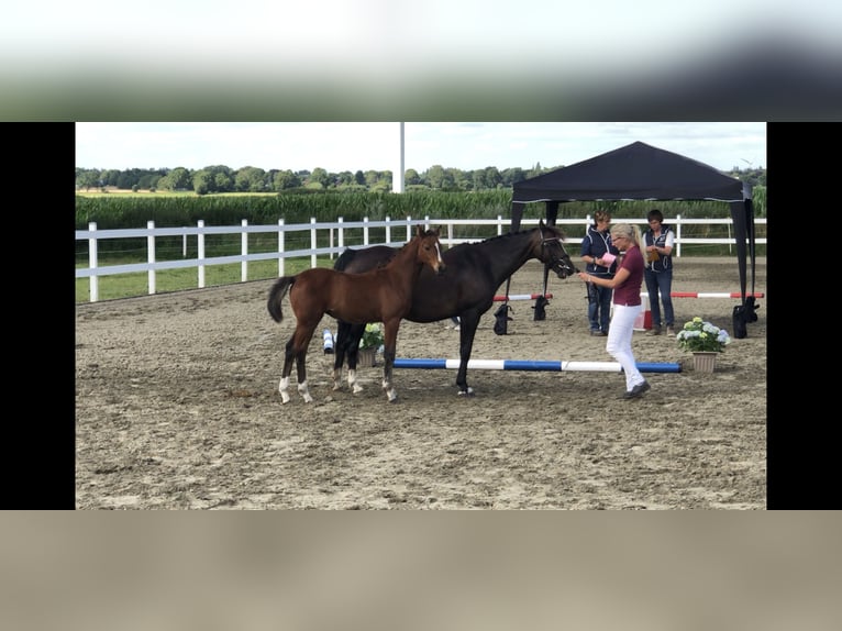 Deutsches Reitpony Stute 2 Jahre 145 cm Brauner in Risum-Lindholm