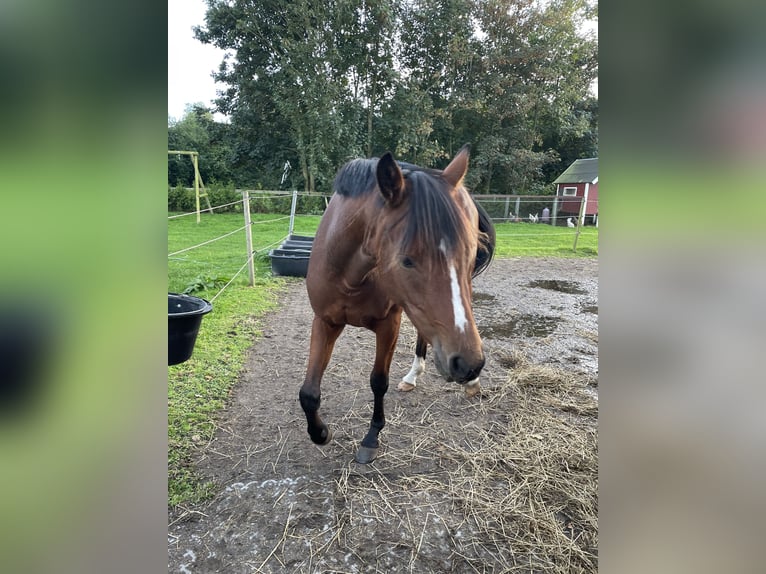 Deutsches Reitpony Stute 2 Jahre 145 cm Brauner in Risum-Lindholm