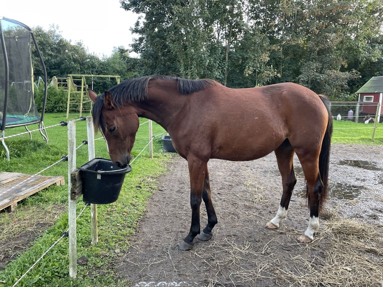 Deutsches Reitpony Stute 2 Jahre 145 cm Brauner in Risum-Lindholm