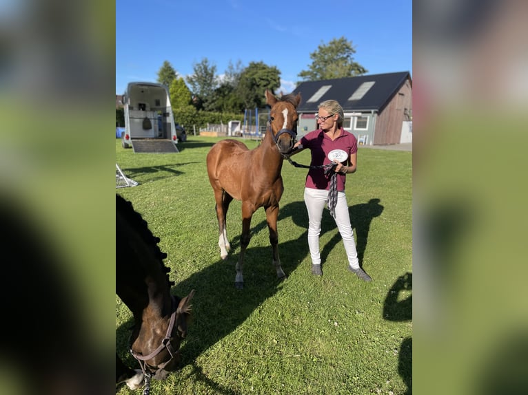 Deutsches Reitpony Stute 2 Jahre 145 cm Brauner in Risum-Lindholm